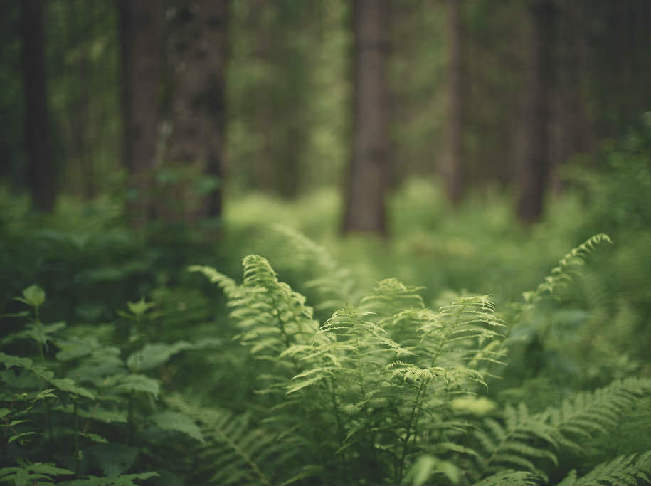 Bohemian Forest forest picture