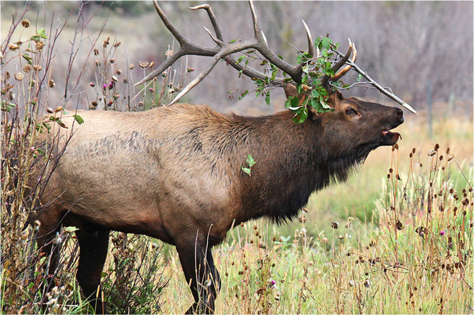 Photo of deer
