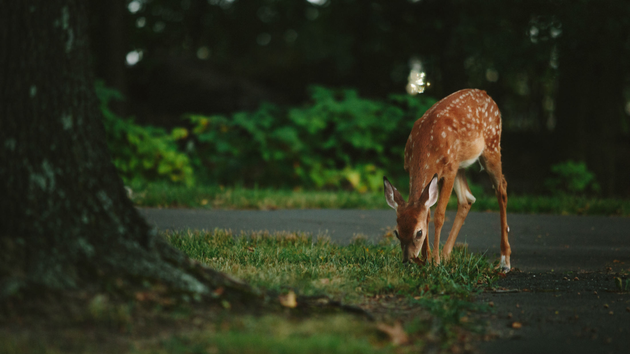 Picture of deer