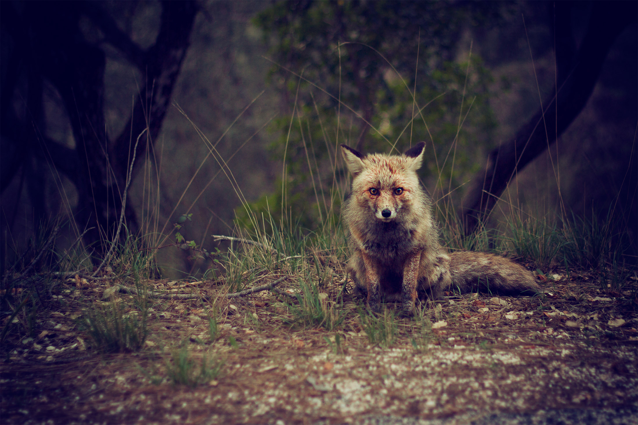 Bohemian Forest nature picture